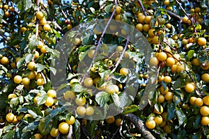 A Bunch of Ripe Yellow Plums on a Tree