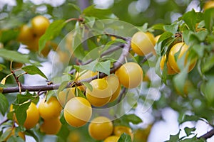 A Bunch of Ripe Yellow Plums on a Tree