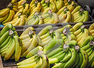 Bunch of ripened organic bananas