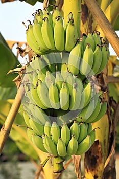 Bunch of ripening bananas