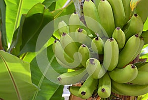 Bunch of ripening bananas in a tropical garden of Tenerife,Canary Islands,Spain.Banana fruits close up.