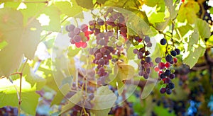 A bunch of ripening grapes in the morning sun