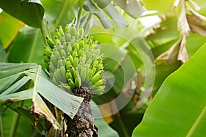 Bunch of ripening green apple bananas on a banana tree in Big Island of Hawaii