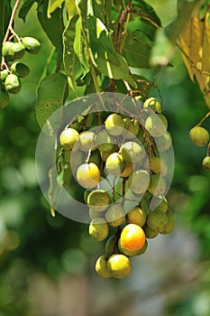 Bunch of ripening hog plums