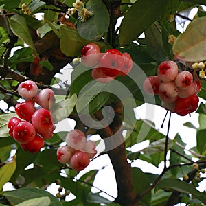 Bunch of Rose apple fruit or jambu airon in a tree