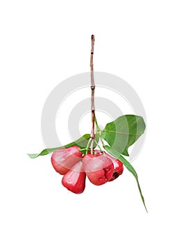 Bunch of rose apple or syzygium malaccense with leaf nature patterns isolated n white background with clipping path , tropical