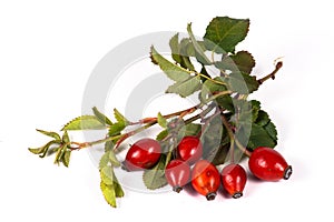 Bunch of rosehip berries with some green leaves
