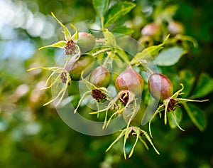 A bunch of rosehips