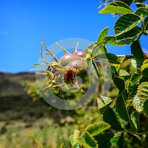 A bunch of rosehips