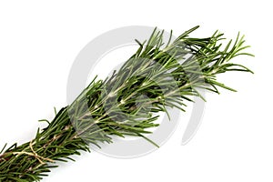 A bunch of rosemary seasoning lies on a white background.