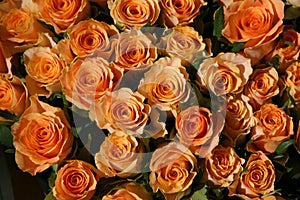 Bunch of roses