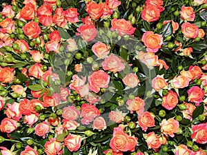 A bunch of roses as a flower background.