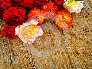 Bunch of roses collected on rustic wood background