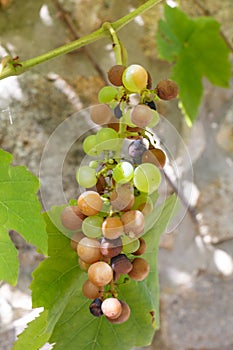 Bunch of rotten grapes on a vine