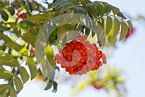 A bunch of rowan in the park in Autumn