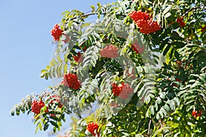 A bunch of rowan in the park in Autumn