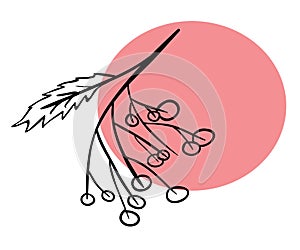 Bunch of rowan on a white backgrond