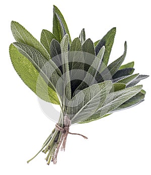 Bunch of sage fresh leaves