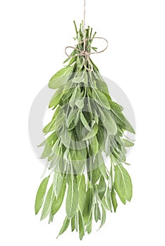 Bunch of sage leaves