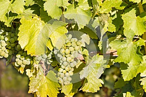 Bunch of Sauvignon Blanc grapes ripening on vine in vineyard