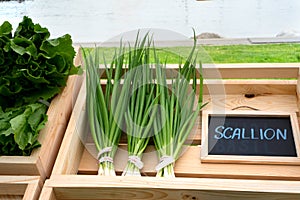 Bunch of scallions for sale at the farmer`s market