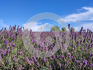 Bunch of Scented Flowers in the Lavender Field in Latvia.