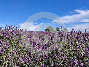 Bunch of Scented Flowers in the Lavender Field in Latvia.