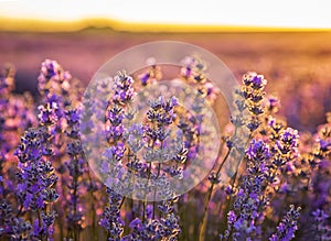 a bunch of scented flowers in the lavender fields