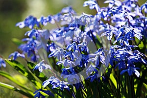 Bunch of Scilla siberica. Blue snowdrop.