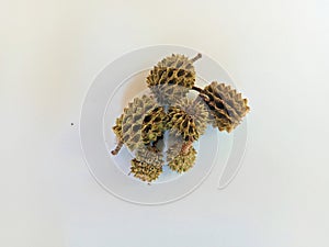 A bunch of sea pine (casuarina) fruit on white