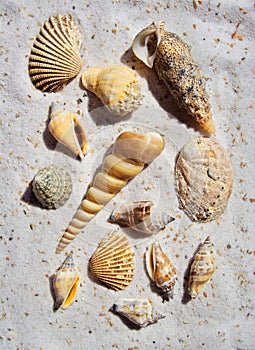A bunch of Sea Shells in the sand