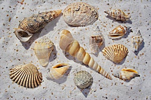 A bunch of Sea Shells in the sand