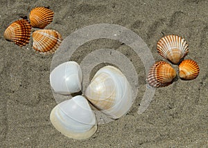 Bunch of sea shells on a sandy beach