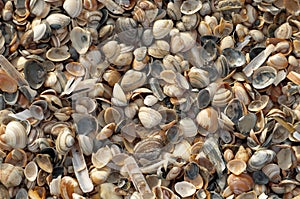 Bunch of seashells by the ocean