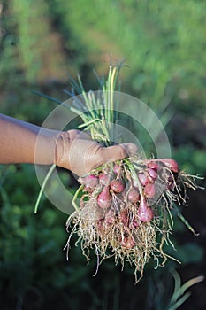 A bunch of shallots or red onions with green leaves and white roots are harvested by local Indonesian farmers.