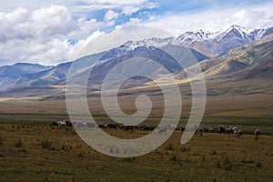 Bunch of sheeps grazing on mountain plateu with rain cloud background. Mountain valley landscape.