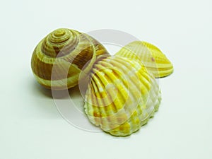 Bunch of shells on white background.
