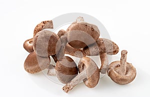 A bunch of shiitake mushrooms are isolated on white background.