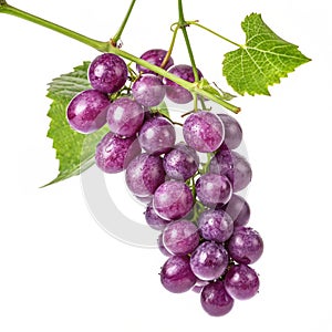 Shiny purple grapes on vine isolated on white background photo