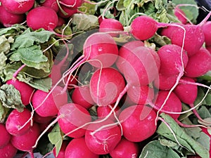 Bunch of shiny radishes on the counter