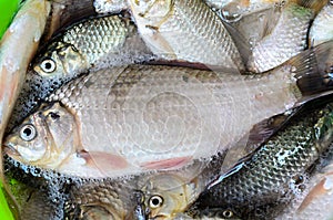 Bunch of silver Carassius fishes, ready to cook, close up