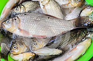 Bunch of silver Carassius fishes, ready to cook, close up