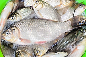 Bunch of silver Carassius fishes, ready to cook, close up