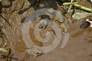 Bunch the small brown frogs melt with clay in the water