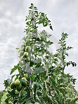 Bunch of small cherry tomatoes.