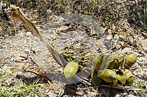 Bunch Of Small Mature Coconuts