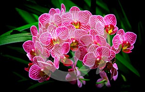 Bunch of small pink phalaenopsis orchids photo