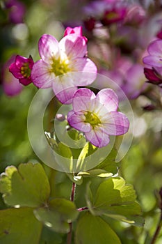 Bunch of small pink Saxifraga bryoides