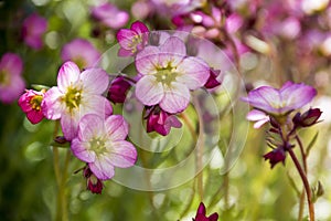 Bunch of small pink Saxifraga bryoides