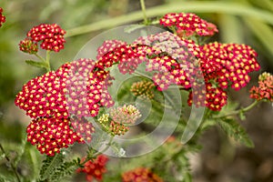 Bunch of small red flower